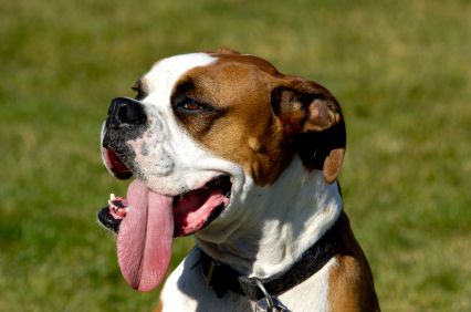 Excessive panting in dogs on steroids