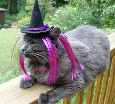 Image result for cats dressed as halloween witches